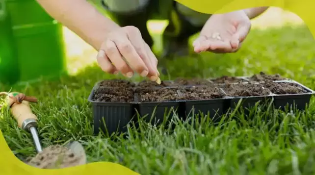 Plants and Seeds