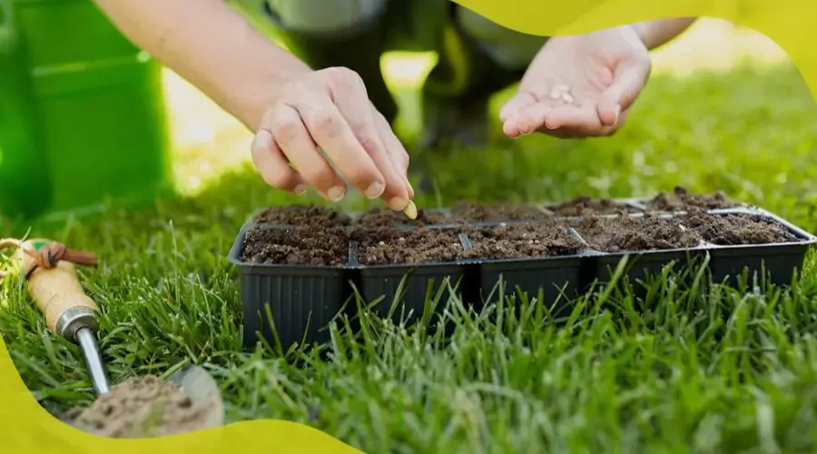 Plants and Seeds